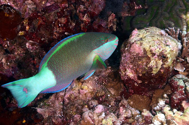 Bridled Parrotfish.jpg