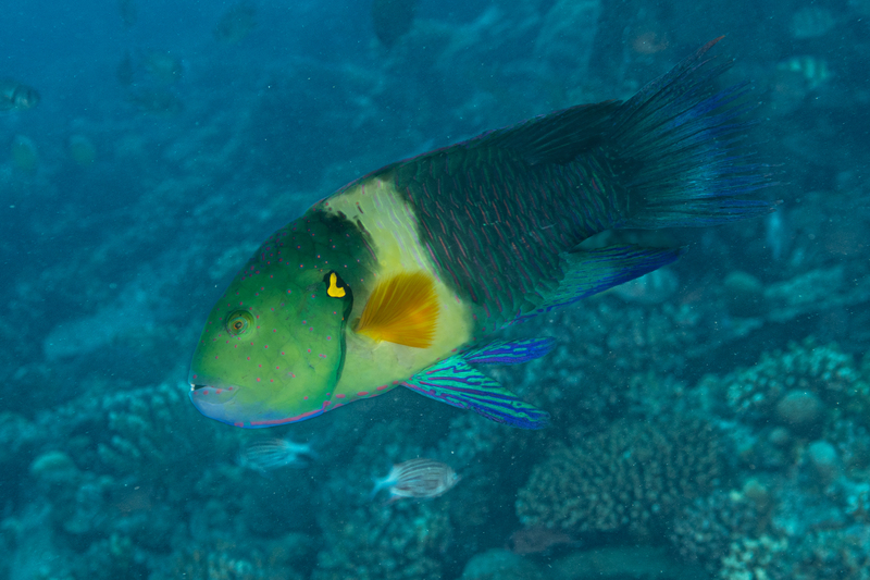 Broomtail Wrasse.jpg