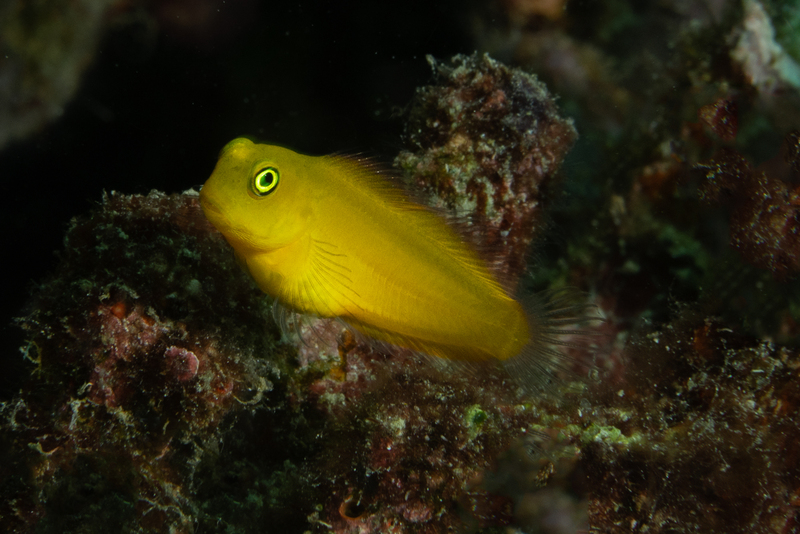 Brown Coral Blenny.jpg