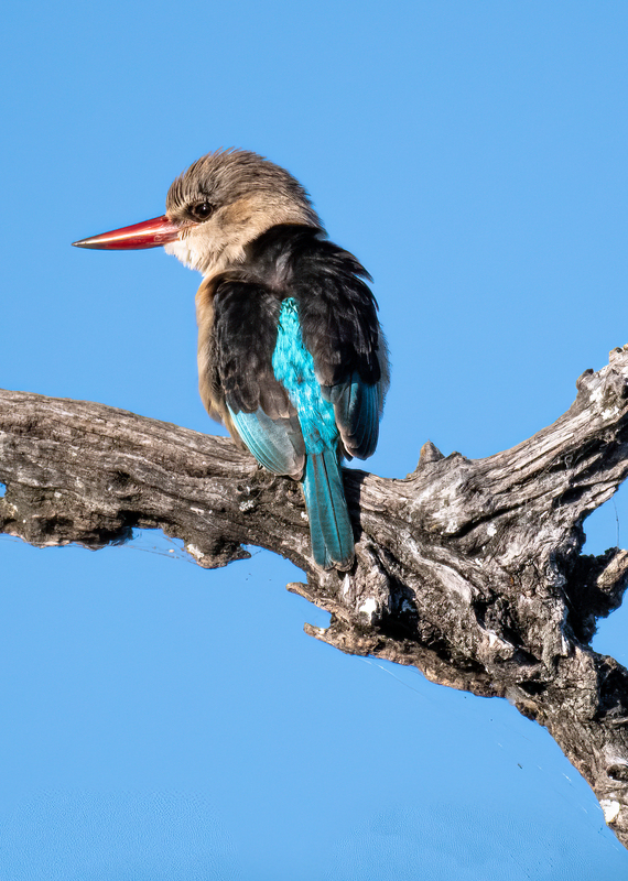 Brown-hooded Kingfisher(1).jpg
