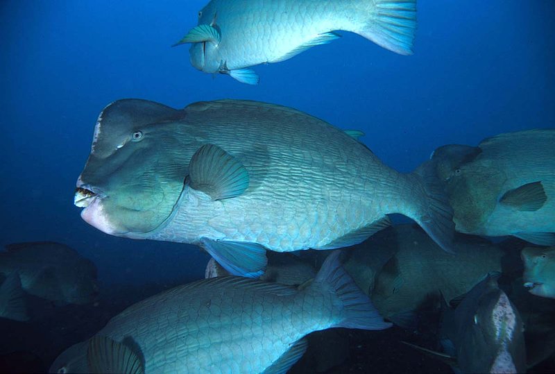 Bumphead Parrotfish - II.jpg