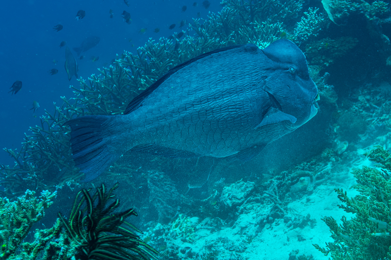 Bumphead Parrotfish_(1).jpg