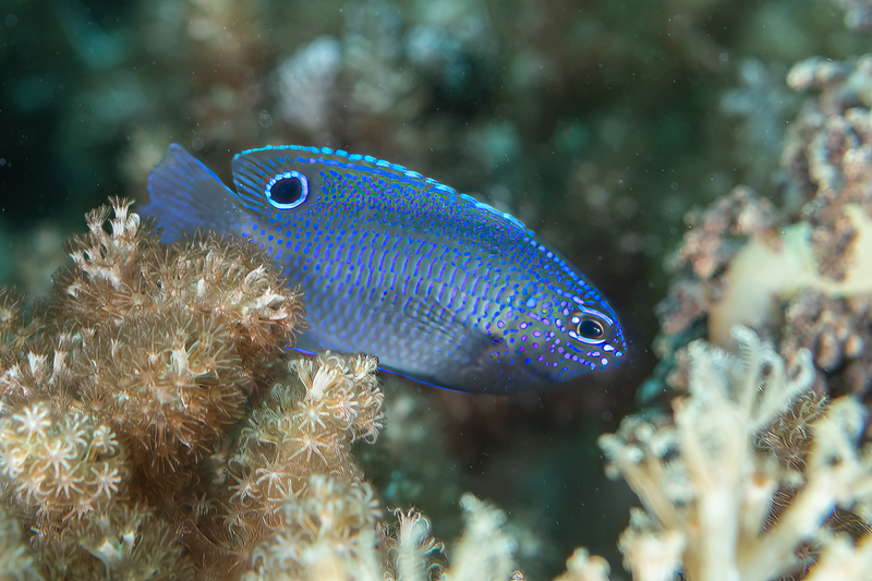 Burroughs Damsel - Juvenile(1).jpg