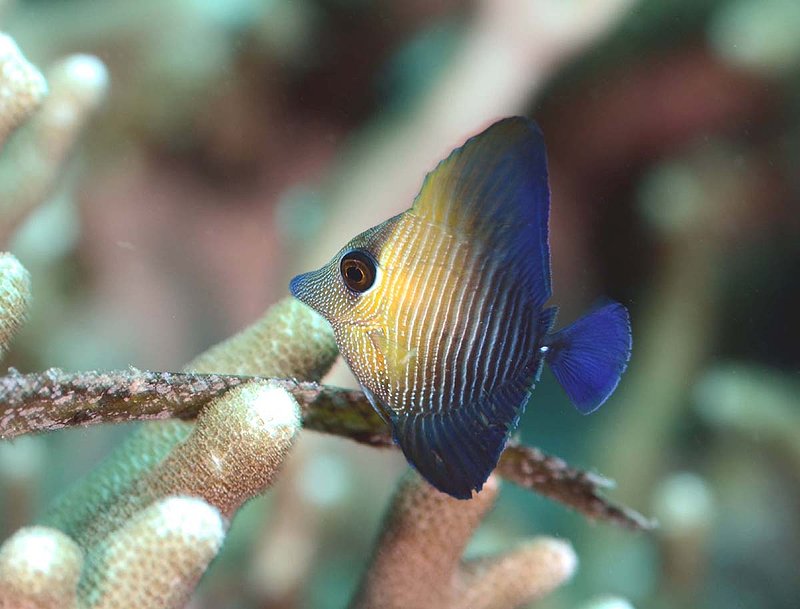 Bushtail Tang - Juvenile.jpg