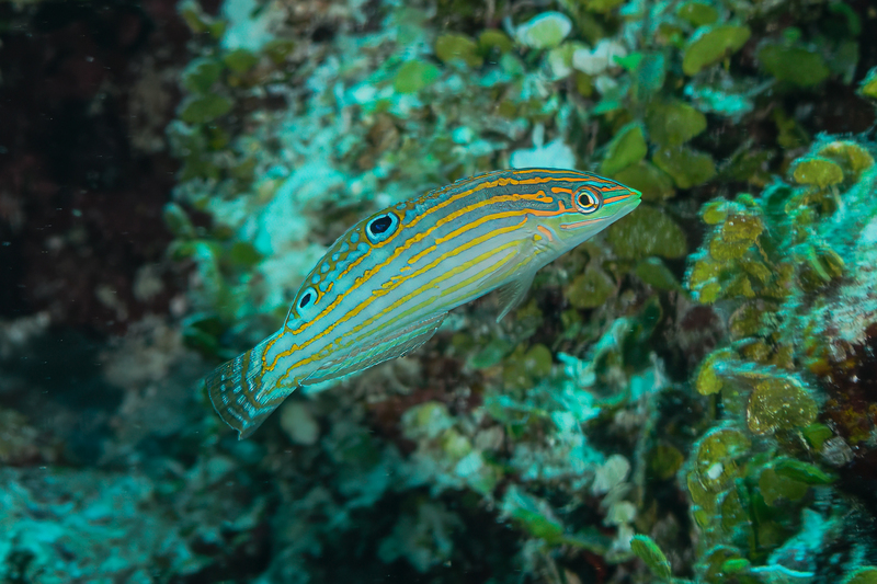 Canary Wrasse(1).jpg