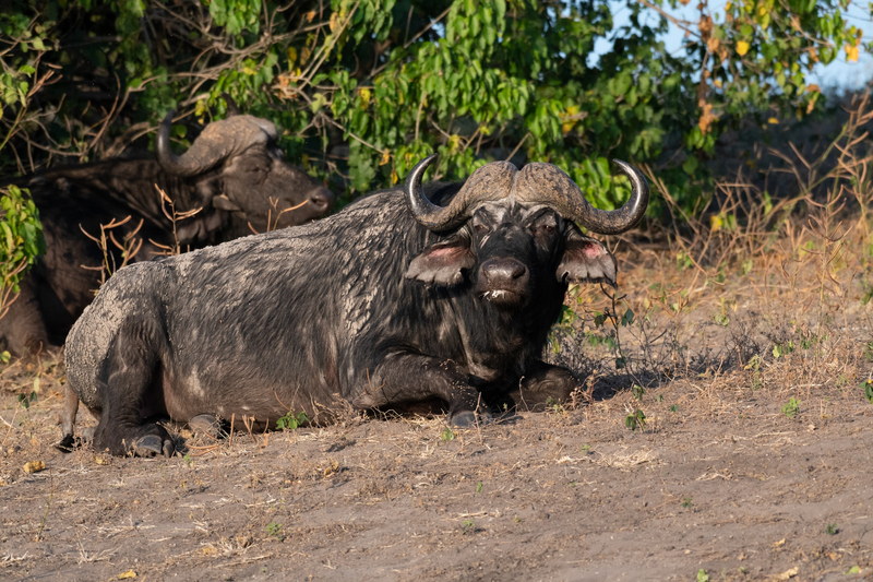 Cape Buffalo(1).jpg
