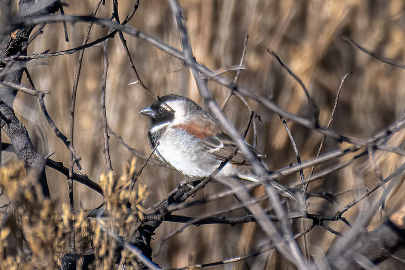 Cape Sparrow.jpg