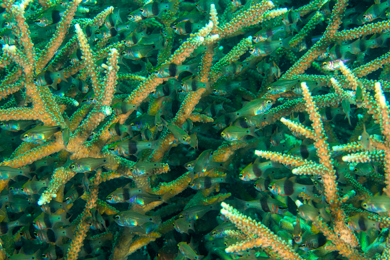 Cardinal fish(1).jpg