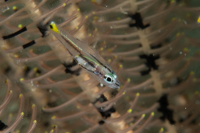 Cardinalfish(1).jpg