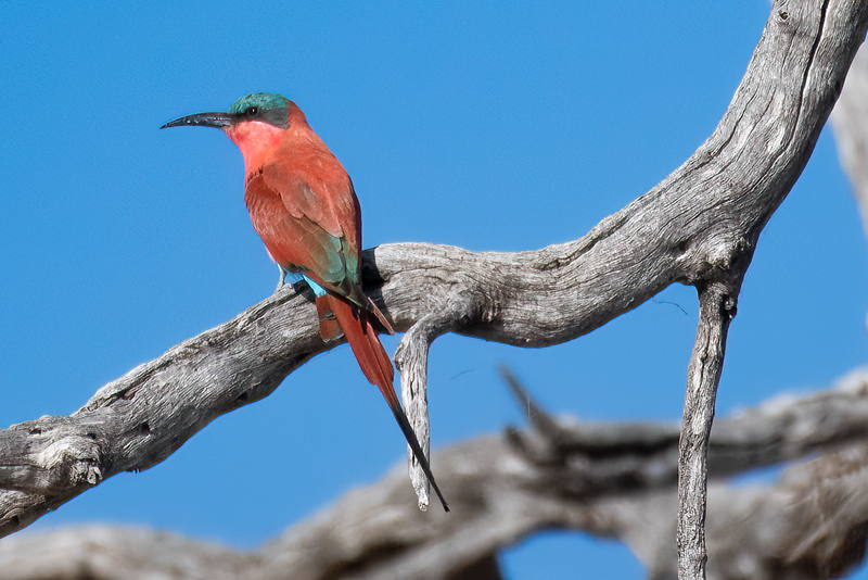 Carmine Bee-eater(1).jpg