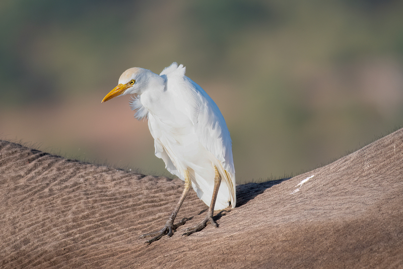 Cattle Egret(1).jpg