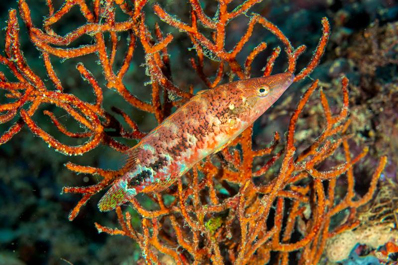 Celebes Wrasse(1).jpg