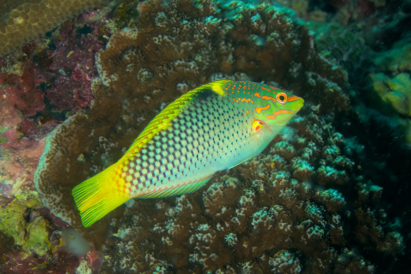 Checkerboard Wrasse(1).jpg