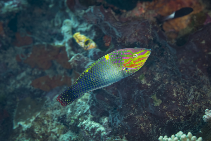 Checkerboard Wrasse(2).jpg