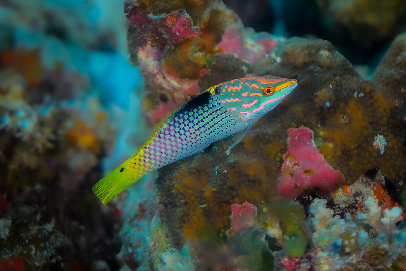 Checkerboard Wrasse(3).jpg