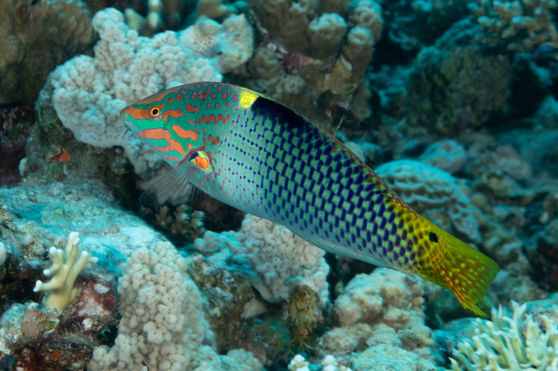 Checkerboard Wrasse.jpg
