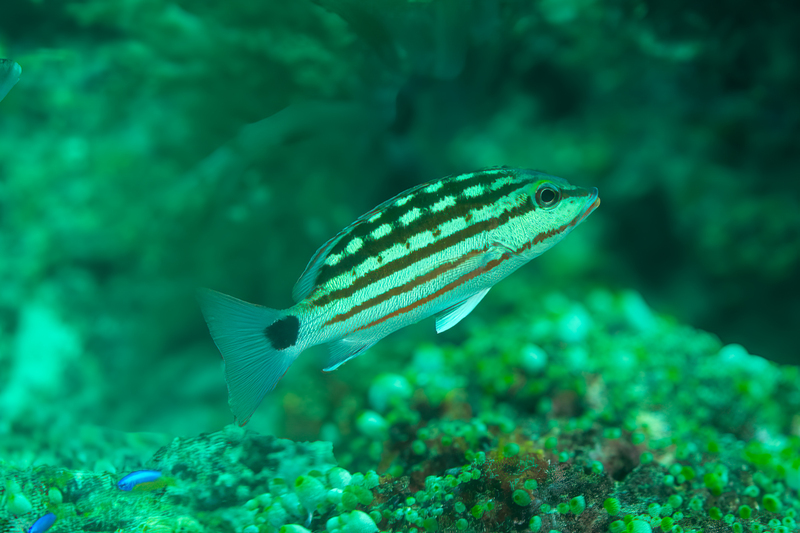 Checkered Snapper(1).jpg