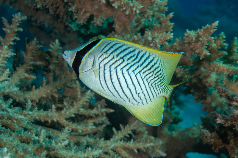 Chevron Butterflyfish(1).jpg