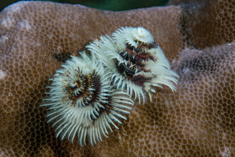 Christmastree Worms.jpg