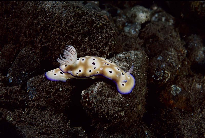 Chromodoris Kuniei.jpg