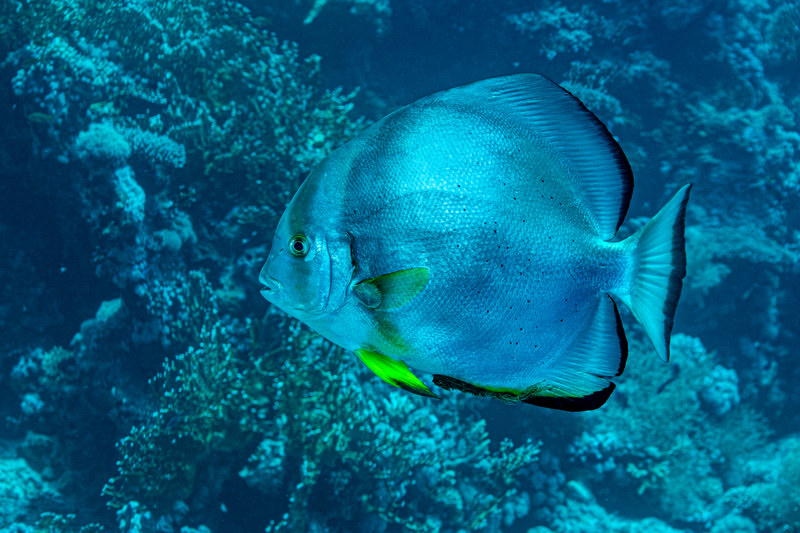 Circular Batfish.jpg