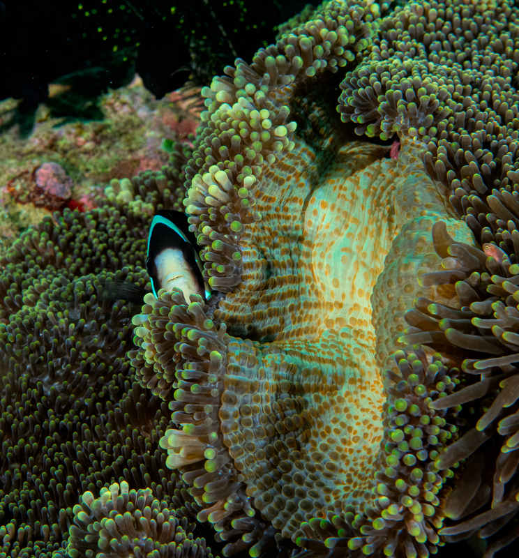 Clarks Anemonefish(2).jpg