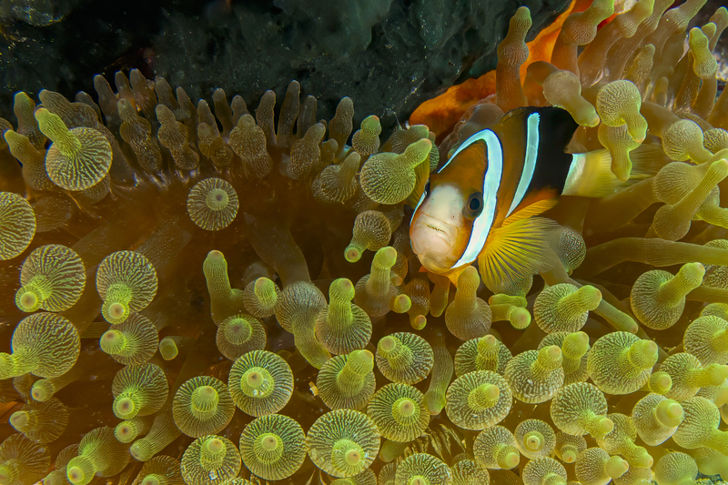 Clarks Anemonefish(3).jpg