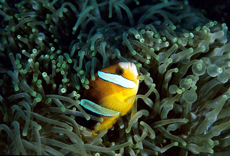 Clarks Anemonefish.jpg