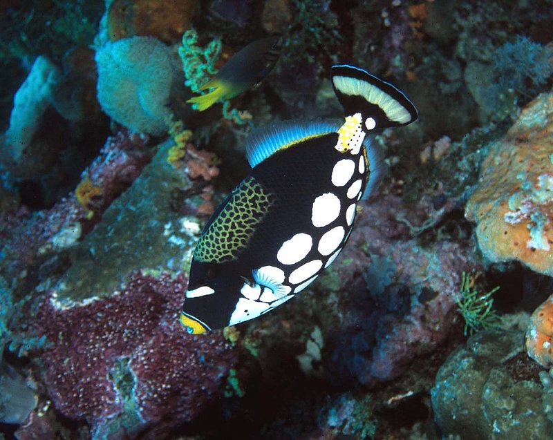 Clown Triggerfish (2).jpg