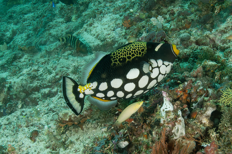 Clown Triggerfish(2).jpg