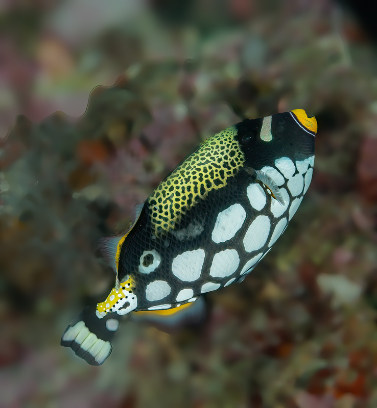 Clown Triggerfish(3).jpg