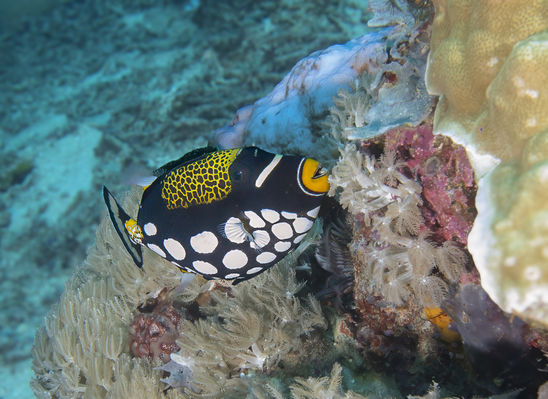 Clown Triggerfish(4).jpg
