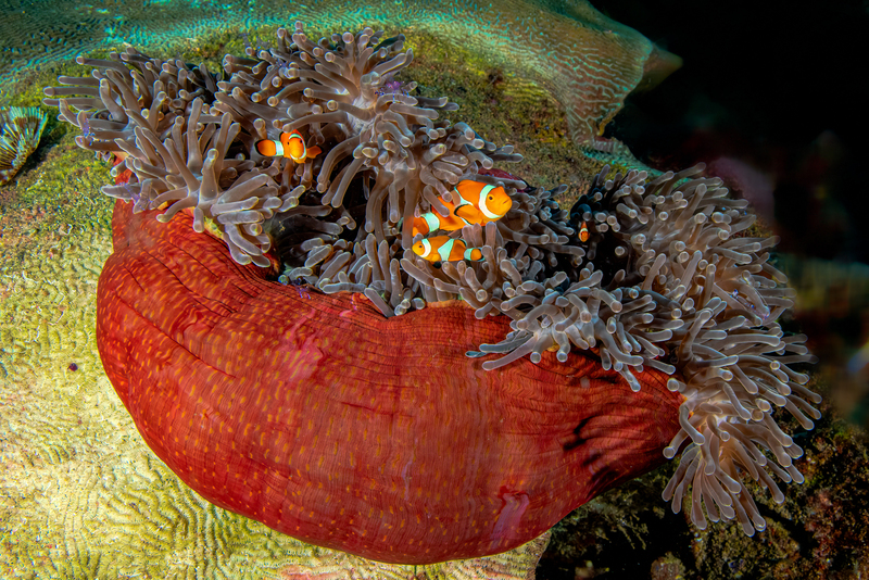 Clownfish(1).jpg