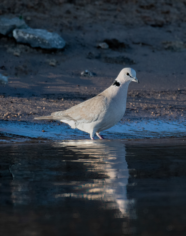 Collared Dove.jpg