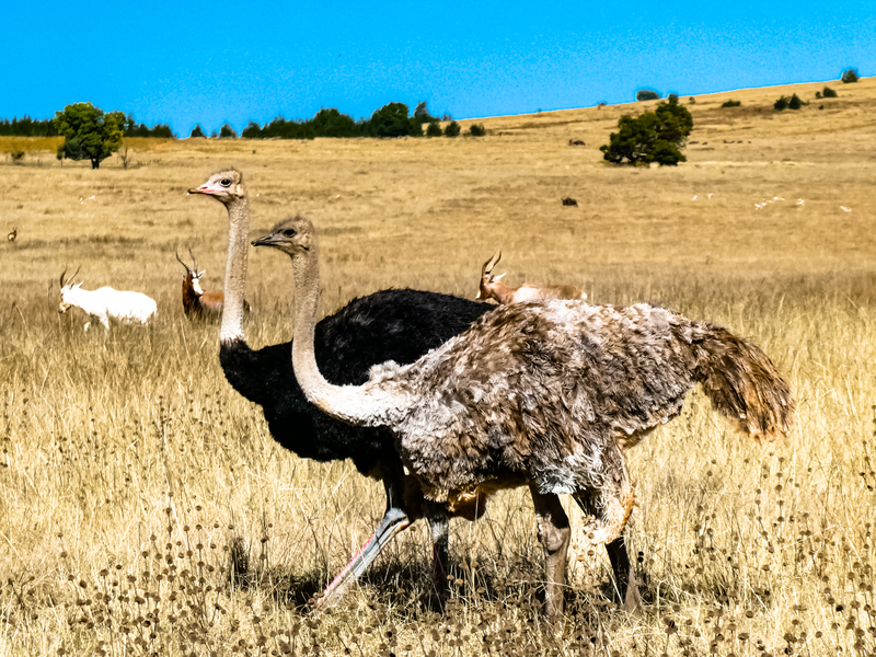 Common Ostrich(1).jpg