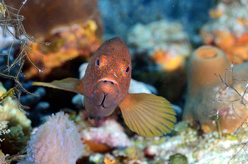 Coney Sea Bass.jpg
