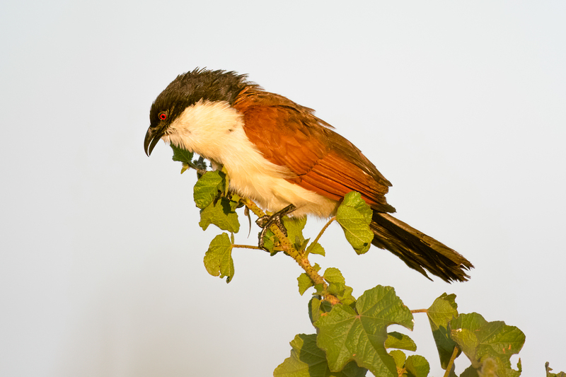 Coppery-tailed Coucal(1).jpg