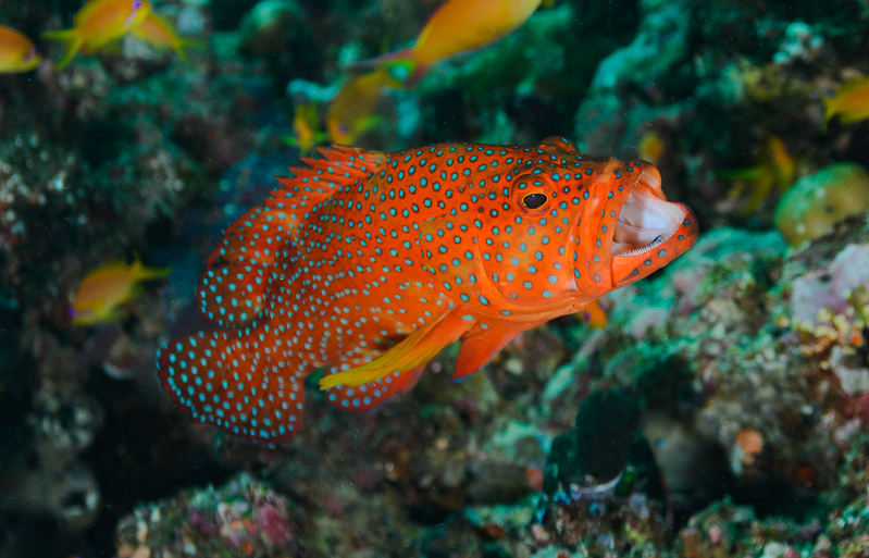 Coral Grouper(1).jpg