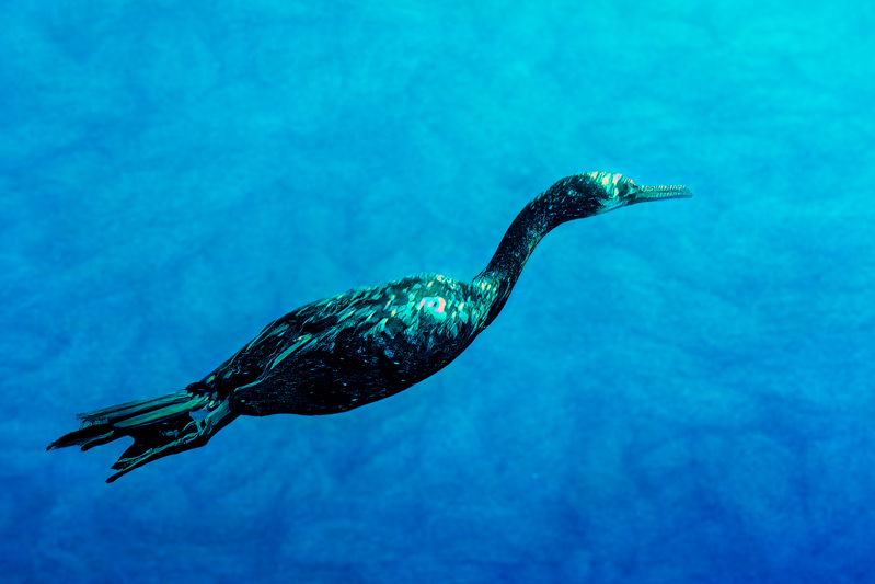 Cormorant Underwater.jpg