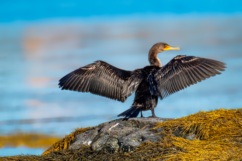 Cormorant(1).jpg