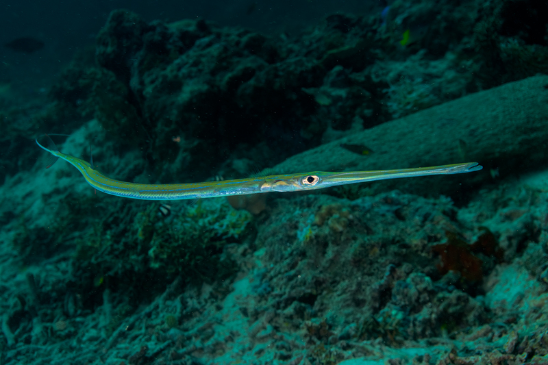 Cornetfish(1).jpg