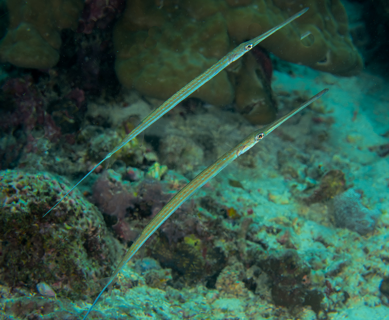 Cornetfish(2).jpg