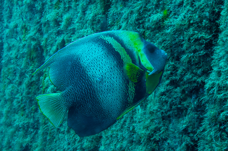 Cortez Angelfish(1).jpg