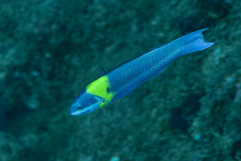 Cortez Rainbow Wrasse (1).jpg