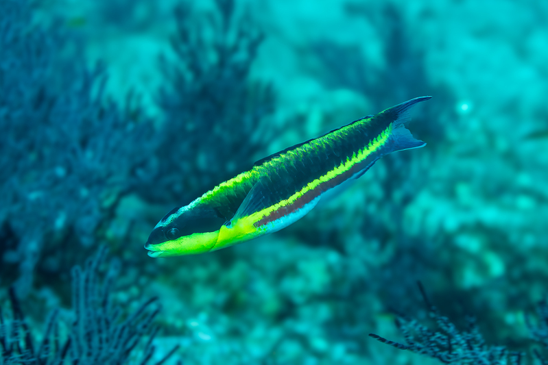 Cortez Rainbow Wrasse IP(1).jpg