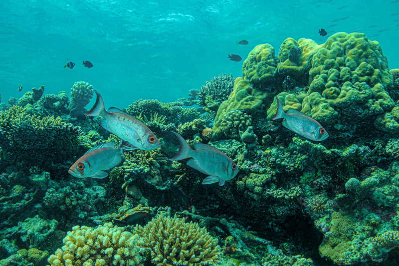 Crescent-tail Bigeye(1).jpg