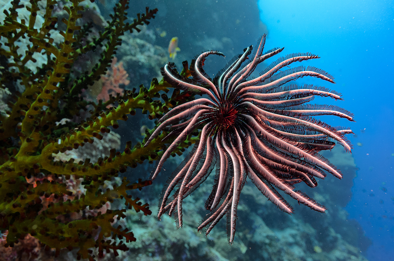 Crinoid(1).jpg
