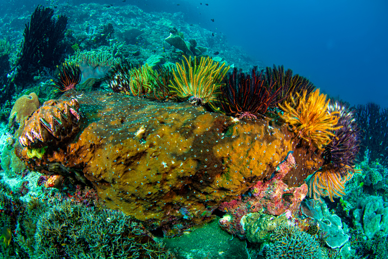 Crinoids.jpg
