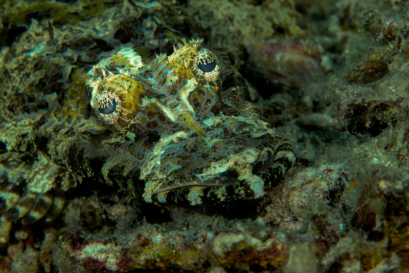 Crocadilefish(1).jpg
