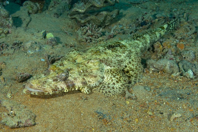 Crocadilefish.jpg
